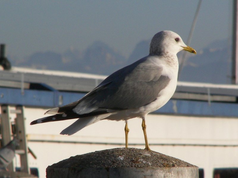 Common Gull