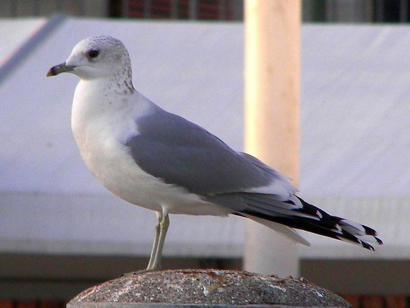 Common Gull 2nd-winter