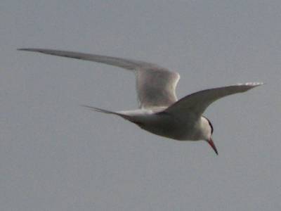 Common Tern