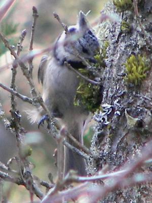 (European) Crested Tit