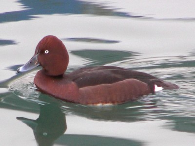 Ferruginous Duck