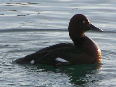 Ferruginous Duck