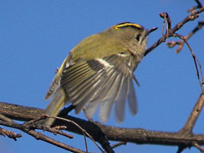 Goldcrest