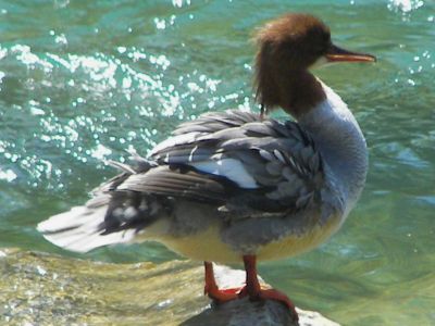 Female Goosander