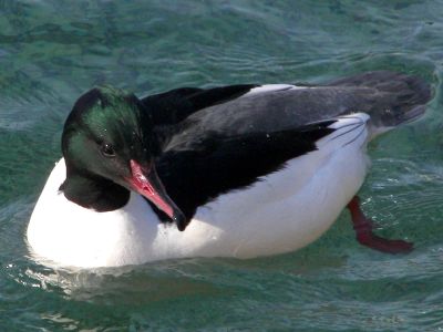 Male Goosander
