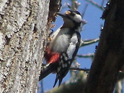 Great Spotted Woodpecker
