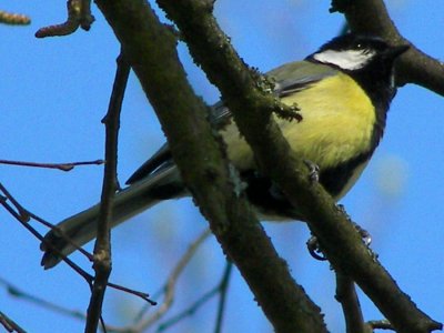 Great Tit