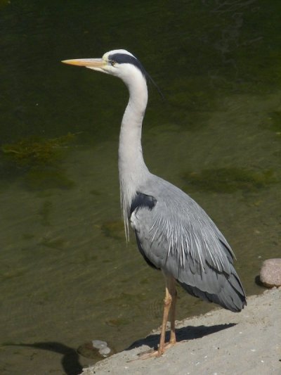 Grey Heron