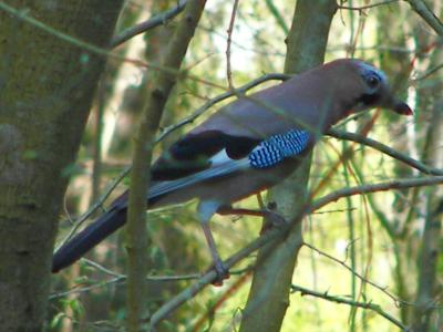 (Eurasian) Jay