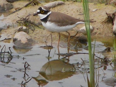 Little Ringed Plover