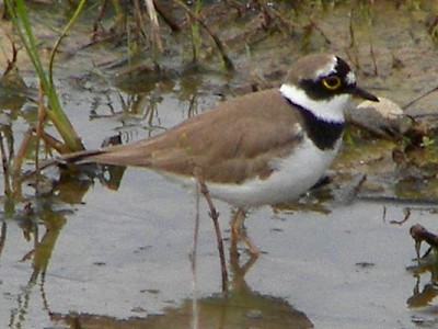 Little Ringed Plover