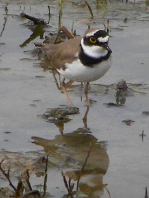 Little Ringed Plover