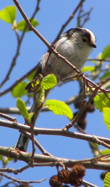 Long-tailed Tit