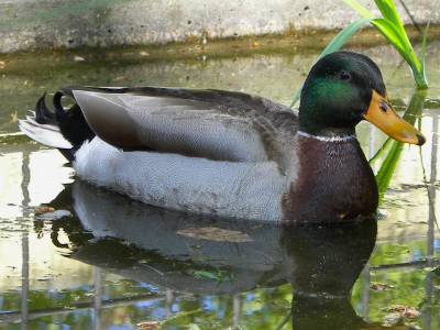Male Mallard