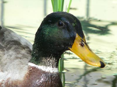 Male Mallard