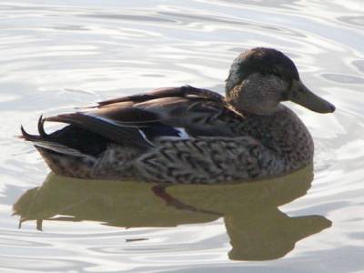 Intersex Mallard