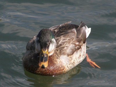 Intersex Mallard