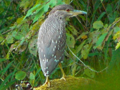(Black-crowned) Night Heron