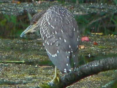 (Black-crowned) Night Heron