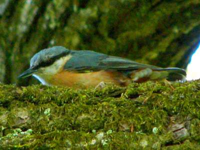 (Eurasian) Nuthatch