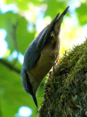 (Eurasian) Nuthatch