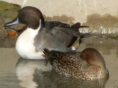 (Northern) Pintail