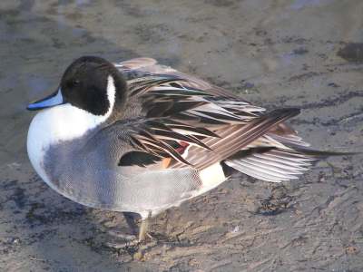 (Northern) Pintail