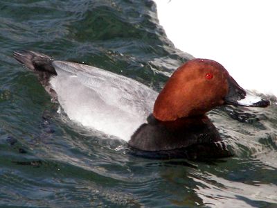 Male (Common) Pochard
