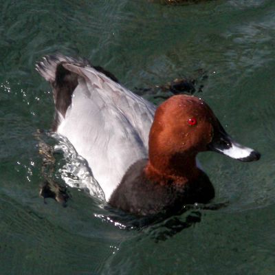 Male (Common) Pochard