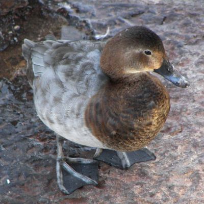Female (Common) Pochard