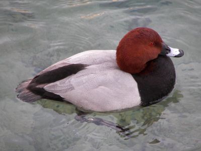 Male (Common) Pochard