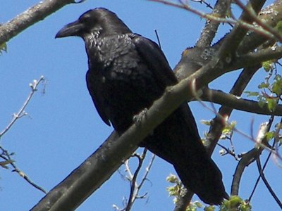 (Common) Raven