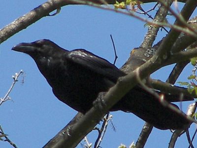 (Common) Raven