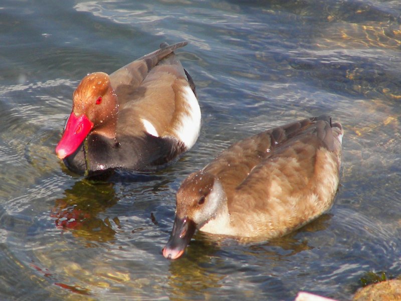 Red-crested Pochard pair