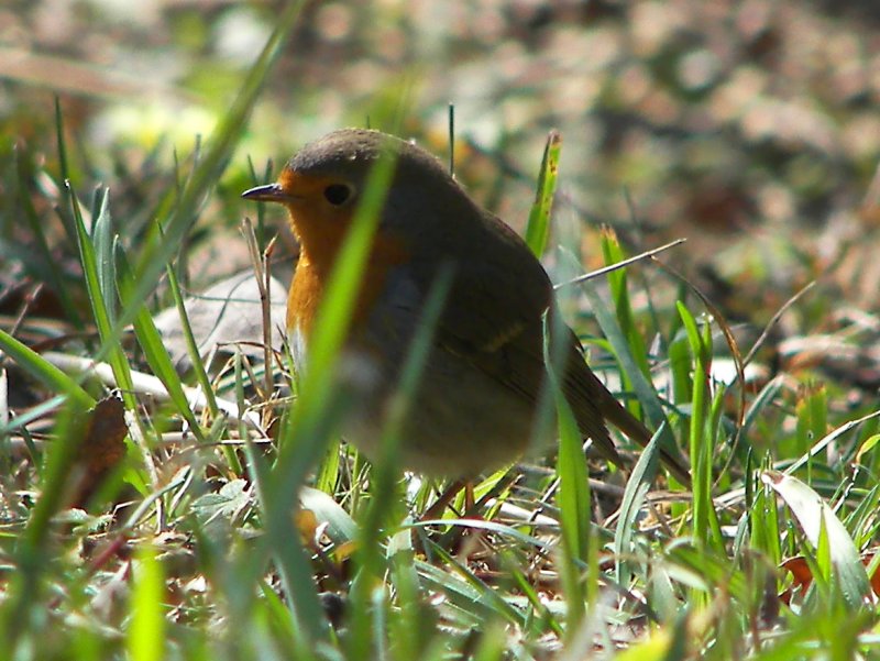 (European) Robin