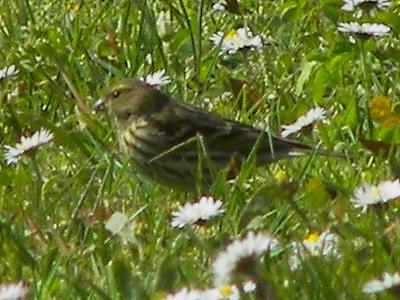 (European) Serin