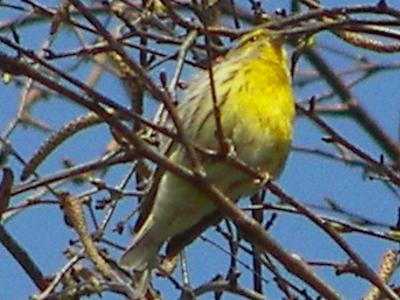 (European) Serin