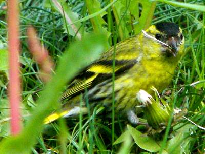 Male Siskin