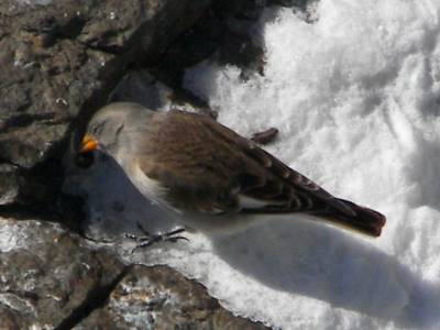 (White-winged) Snowfinch