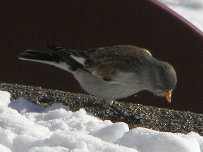 (White-winged) Snowfinch