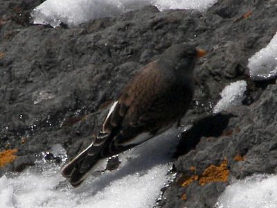 (White-winged) Snowfinch