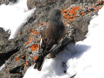 (White-winged) Snowfinch