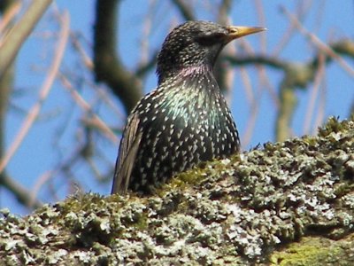 (Common) Starling