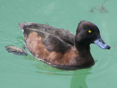 Tufted Duck