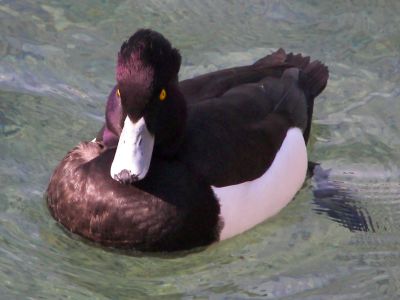 Tufted Duck