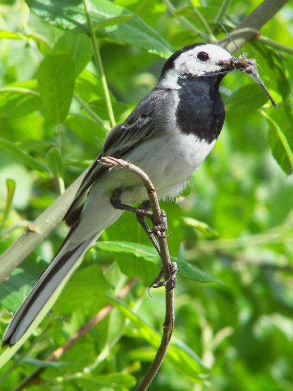 White Wagtail