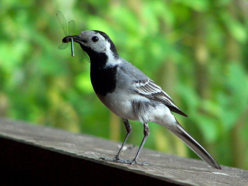 White Wagtail