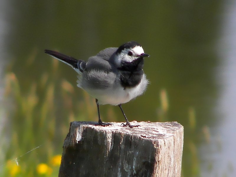 White Wagtail