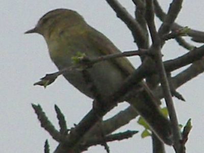 Willow Warbler