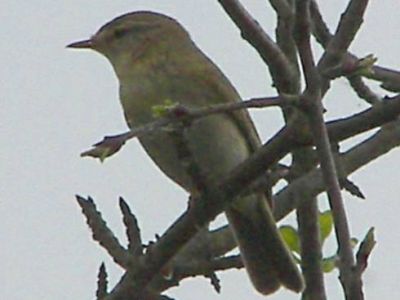 Willow Warbler